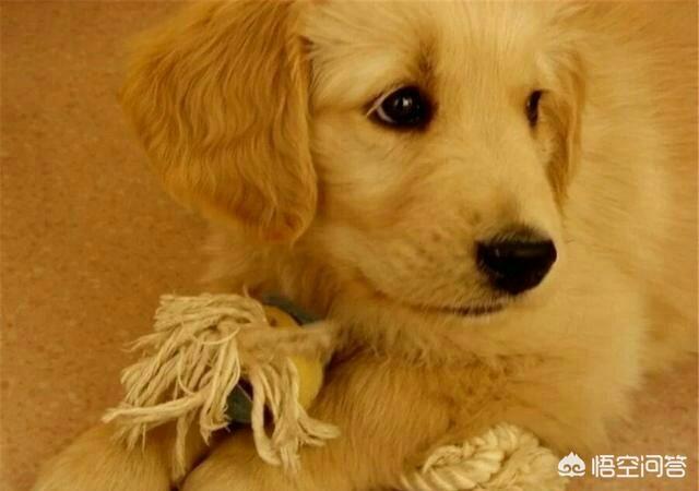 金毛寻回猎犬的价格行情:2018年金毛犬幼犬的价格是多少？有哪些购买渠道？