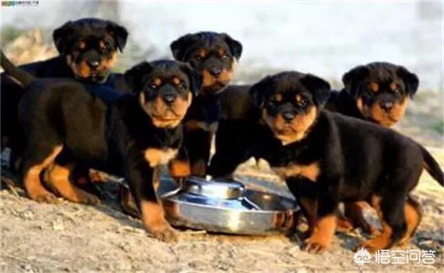 罗威纳犬图片:普通罗威纳与纯种罗威纳的区别是什么？ 罗威纳犬图片价格
