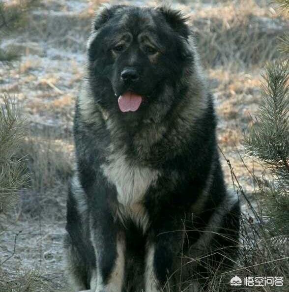 世界上最大的藏獒有多少米:藏獒和高加索有什么区别？差别原因是什么？