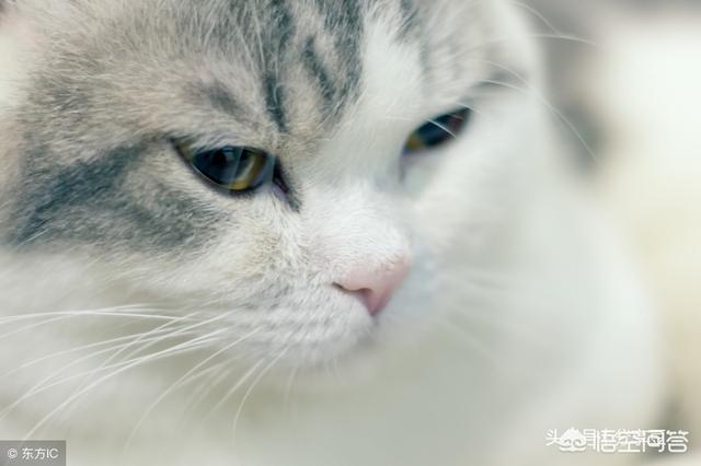 猫咪绝育后照片:刚做完绝育的猫咪不理人，是记恨主人吗？为什么会出现这种情况？