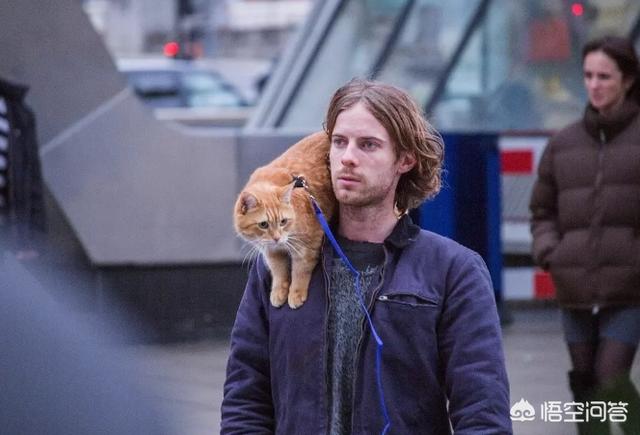 人狗奇缘怎么看:如何评价电影《流浪猫鲍勃》？电影的亮点是什么？
