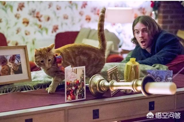 人狗奇缘怎么看:如何评价电影《流浪猫鲍勃》？电影的亮点是什么？