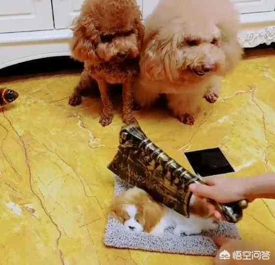 有杀泰迪吧吗:泰迪犬的哪些部位是不能够随便打的？ 打了泰迪后记仇吗