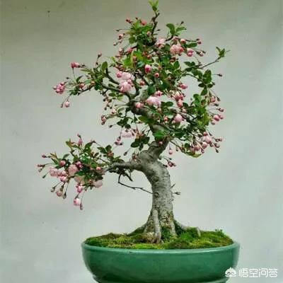 迎春花什么时候开花百度知道:你知道迎春花有什么特性，如何进行管理有什么技术？