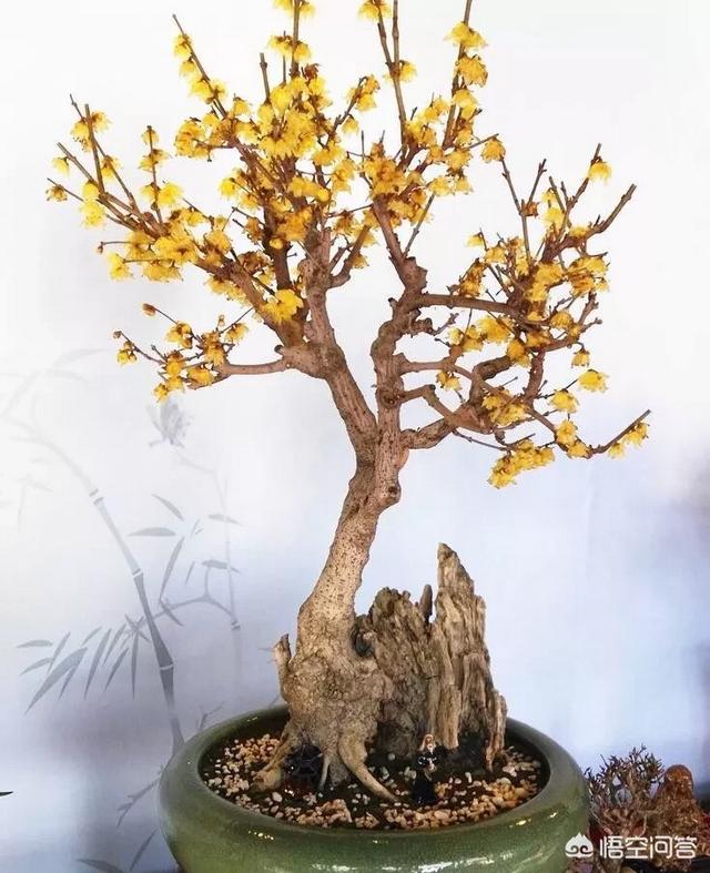 迎春花什么时候开花百度知道:你知道迎春花有什么特性，如何进行管理有什么技术？