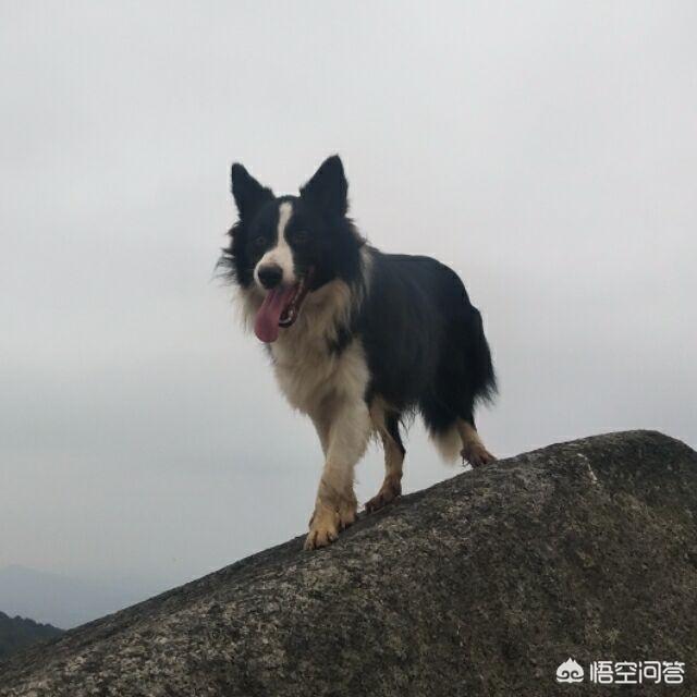 北京可以养边界牧羊犬吗:饲养边境牧羊犬有什么好处？