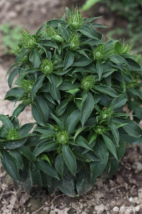 栽植白术用什么杀菌剂比较好？
