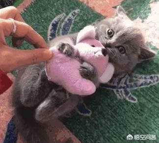 猫玩具:为什么有些猫咪总把玩具叼到床上？