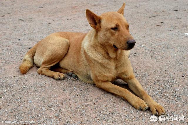 拳师犬论坛:排前10的狗狗都有哪些？