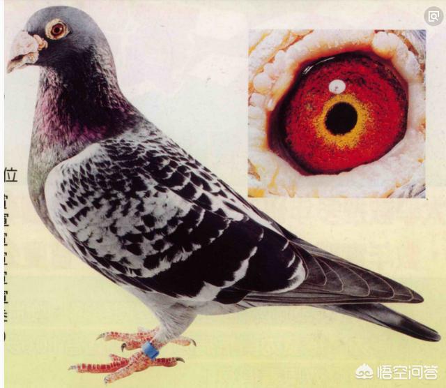 信鸽眼砂重要吗:鸽子翅膀颤抖的爆发力强吗？