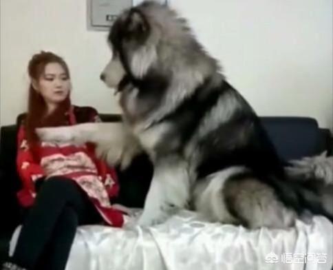 安哥拉猫怕挨打:猫咪被人打之后会有什么情绪？ 安哥拉猫一直在扑人