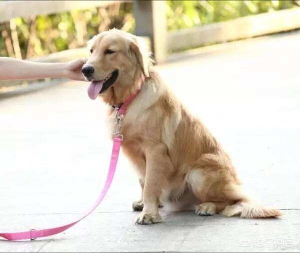 安哥拉猫怕挨打:猫咪被人打之后会有什么情绪？ 安哥拉猫一直在扑人