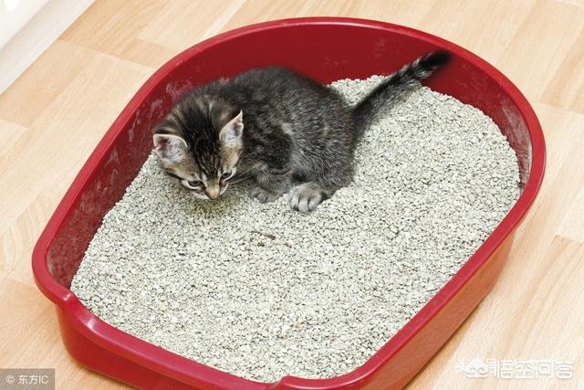 猫咪睡在猫砂盆:把猫独自放在家里七天，猫咪会生气吗？