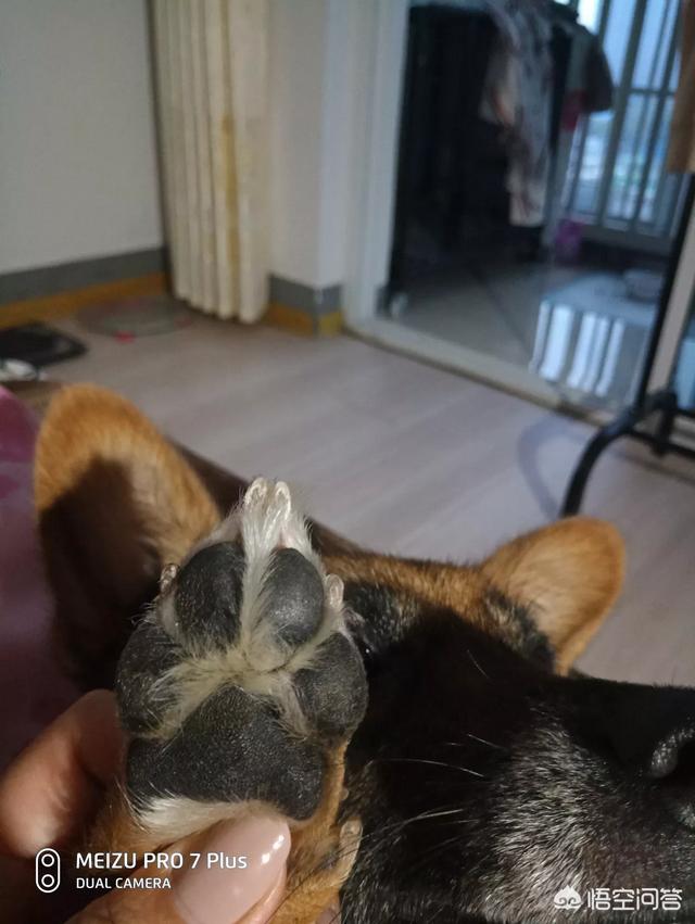 头条问答 为什么狗长大后狗的爪子上的肉球会变成黑色的 而猫长大后爪子上的肉球还是肉红色的呢 2个回答