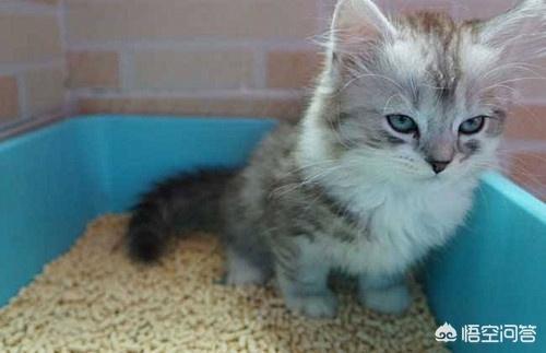 猫砂购买:便宜的豆腐猫砂好用吗？很便宜的猫砂会有粉尘吗？