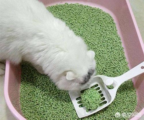 猫砂购买:便宜的豆腐猫砂好用吗？很便宜的猫砂会有粉尘吗？