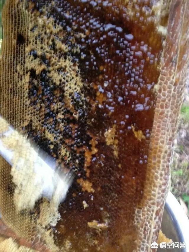 土蜂蜜补肾吗，多动症的孩子能吃蜂蜜吗吃蜂蜜有什么好处吗