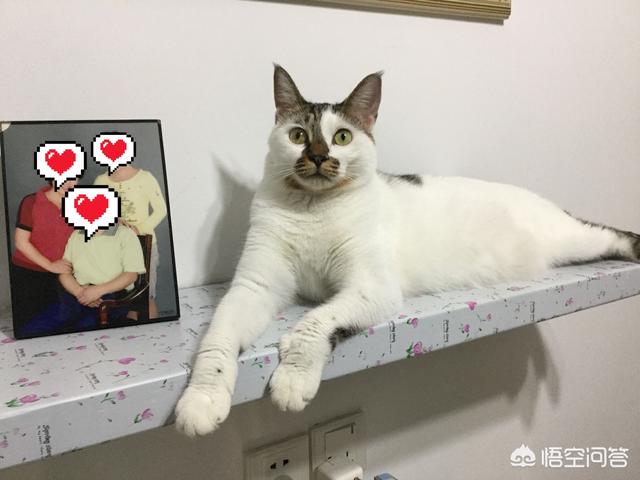 哪些猫咪好养、不容易生病而且价格还便宜？