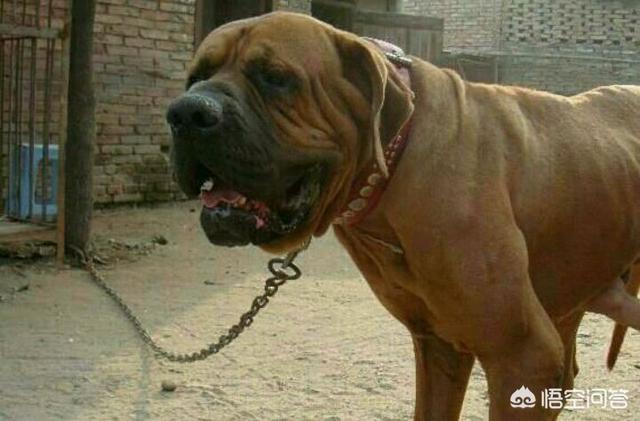 日本土佐犬打架:普通人能打过训练有素的猛犬吗？比如加纳利，土佐之类的？ 藏獒和土佐犬打架
