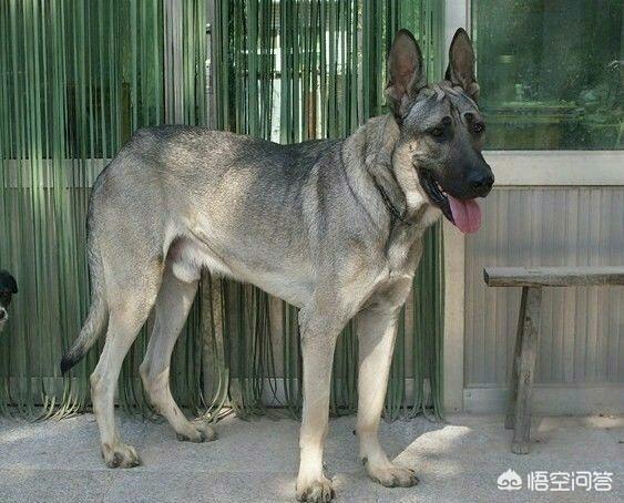 哪里能买到赛维洛犬菌清:想养一条边境牧羊犬，在哪里可以买到？