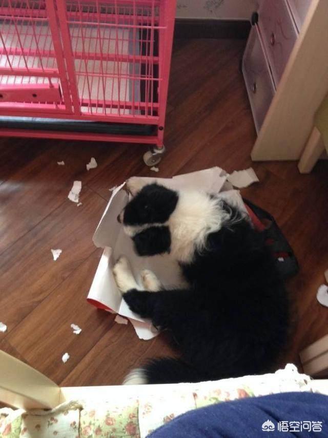 边境牧羊犬的性格特点是什么:边境牧羊犬的哪些坏习惯是不能被人们所接受的？
