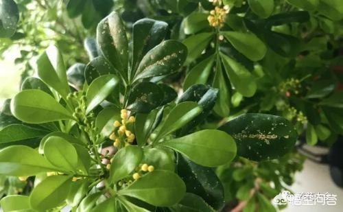 米兰花图片:米兰花叶病害是怎么回事？