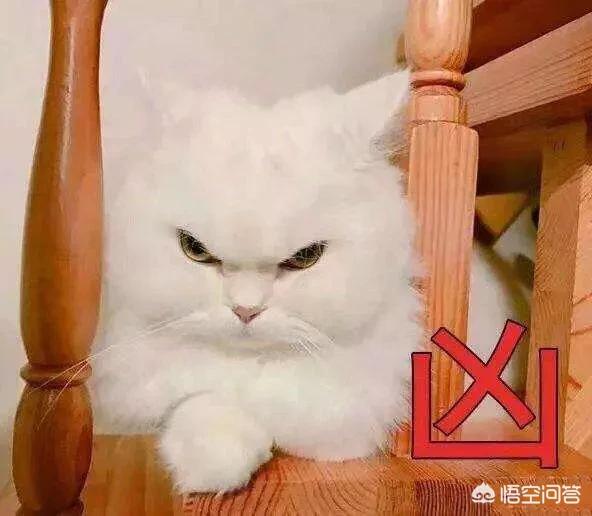 真正的虐猫群2018:主人打猫的时候猫怎么想？