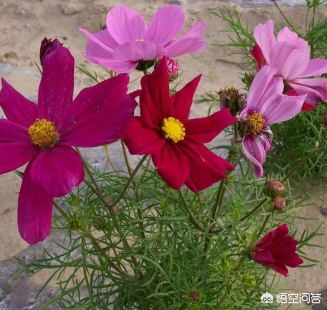 波斯菊图片:买花送了一袋波斯菊花子，该什么时间种植比较好？该怎么养护？