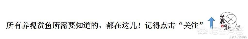 怎么判断孔雀鱼难产:怎么判断孔雀鱼难产的症状 孔雀鱼怀孕了一直不生，怎么才能快速催产？