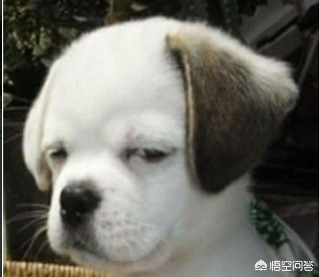 最有诗情画意的微信头像:有哪些高逼格的微信头像呢？