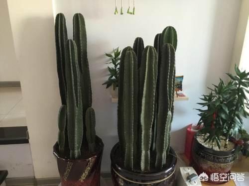 量天尺:量天尺栽培以及修剪方法？