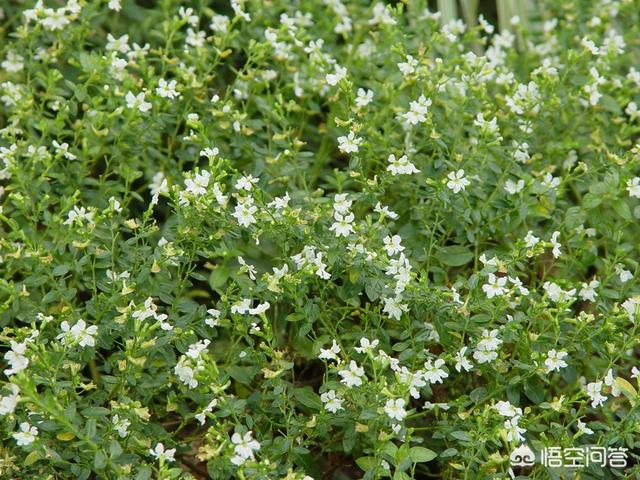 头条问答 细叶雪茄花有什么功效 有香味吗 2个回答