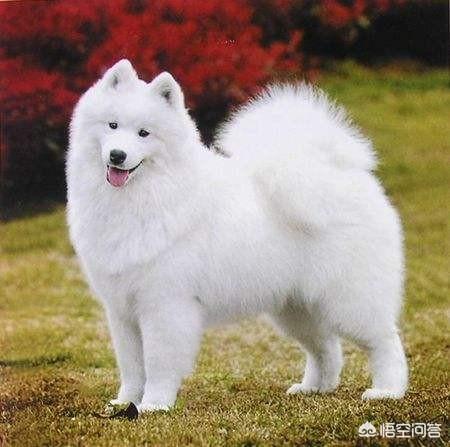 素描撒莫耶犬:萨摩耶几个月才可以长成大狗？