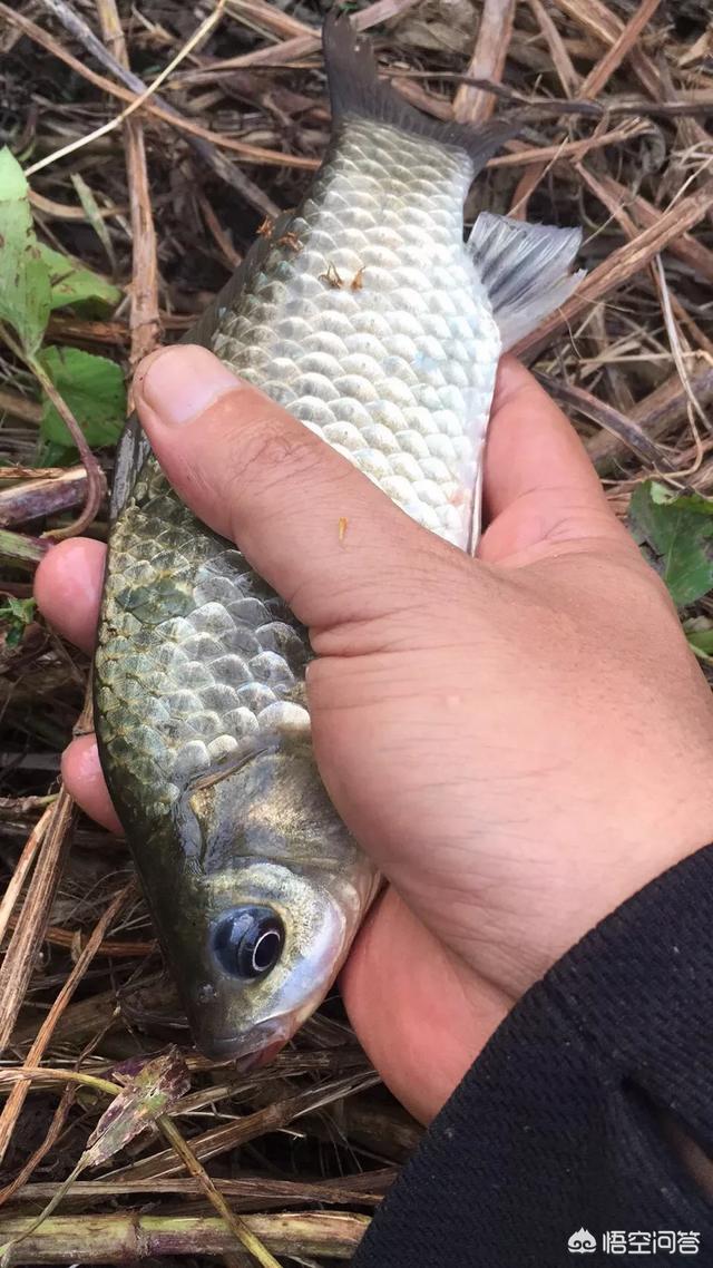 鸡肝猪肝钓胡子鱼视频:钓鱼，你所知道的最腥的饵是什么？怎么制作？