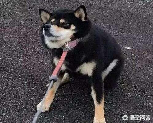 松鼠牵引绳那种好用:狗狗牵引绳有哪些选购建议？