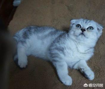 猫到新环境怎么安抚,如何让三个月大的猫咪接纳新家？