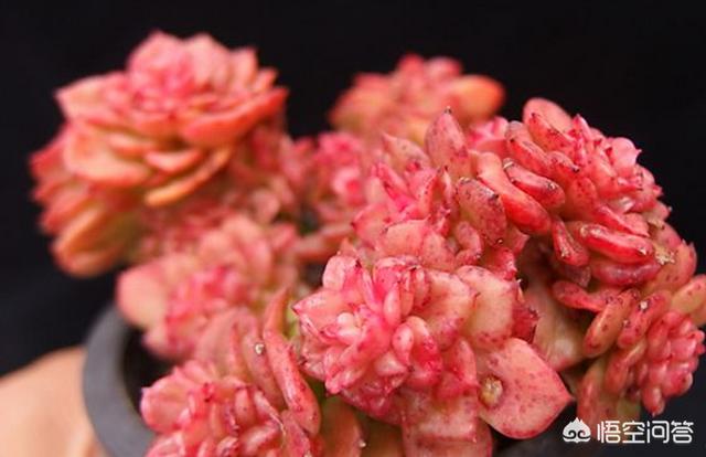 紫牡丹是长生草属吗:紫牡丹是长生草系列吗 多肉绿牡丹该怎么养，要注意哪些问题？