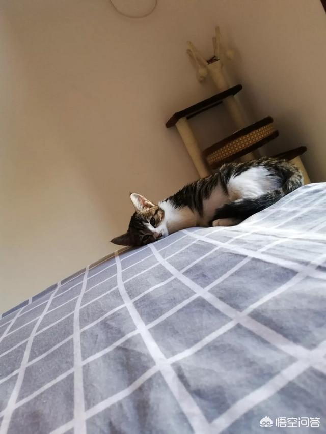 学校里养猫的坏处:有哪些大学宿舍允许养猫？如果想养猫该怎么办？