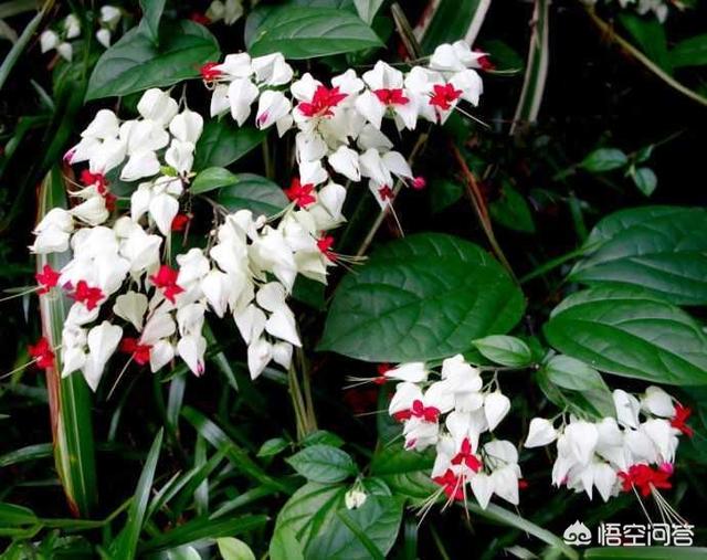 龙吐珠花图片:龙吐珠怎么做开花多?请回复？