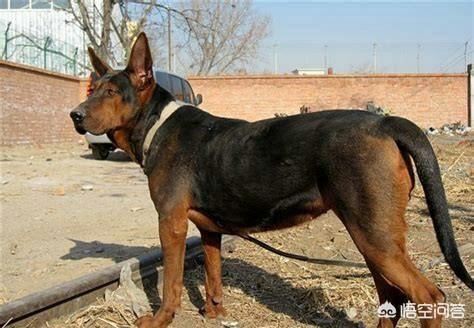 公莱州红犬多少钱一只:我国的莱州红犬还多吗？价格多少钱？
