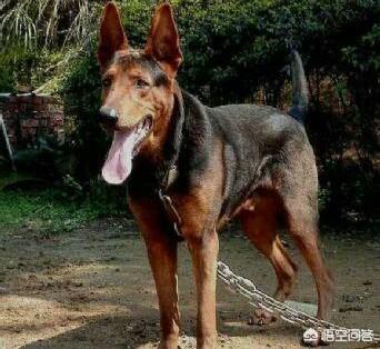 公莱州红犬多少钱一只:我国的莱州红犬还多吗？价格多少钱？