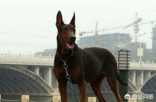 公莱州红犬多少钱一只:我国的莱州红犬还多吗？价格多少钱？