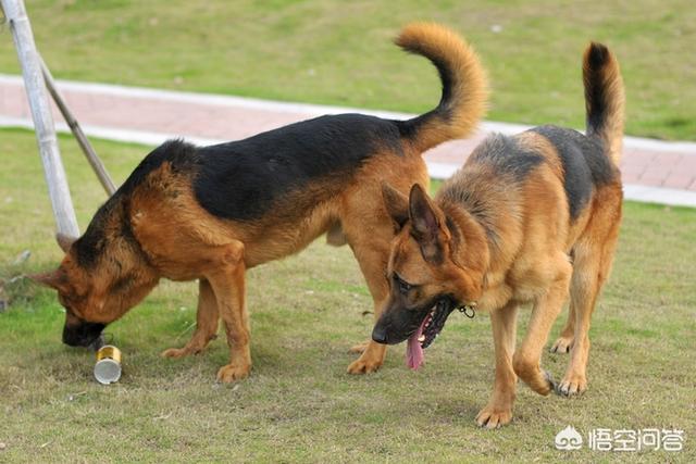 成年德国牧羊犬吃什么狗粮:德国牧羊犬不吃狗粮怎么办？