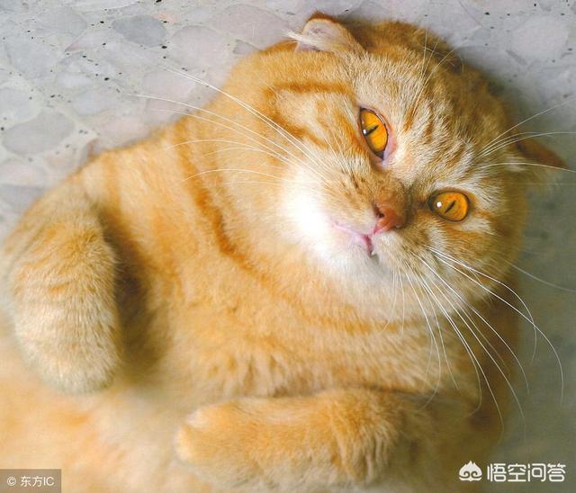 猫咪吃什么天然猫粮好:你们家猫猫都吃什么牌子猫粮呢？