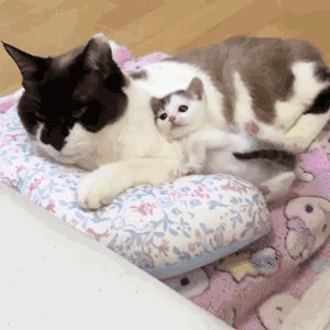 楠楠猫言猫语高清大图:今天的社会，养狗养猫，主人自称是狗妈猫妈，正常吗？