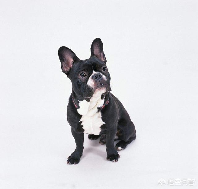 斗牛犬:宠物法国斗牛犬现在值得入手一只吗？