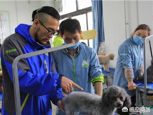 成都宠物美容师培训学校哪个靠谱:四川，有谁知道哪里有专业的宠物美容培训机构？
