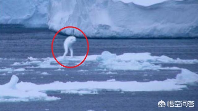 爱斯基摩雪橇犬在南极生活:当年科学家发现的南极人，真的是外星人吗？还是什么其他的物种？