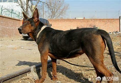 土狗制服藏獒逆袭成功:如果让比特犬或藏獒与平头哥蜜獾打一架会有什么结果？