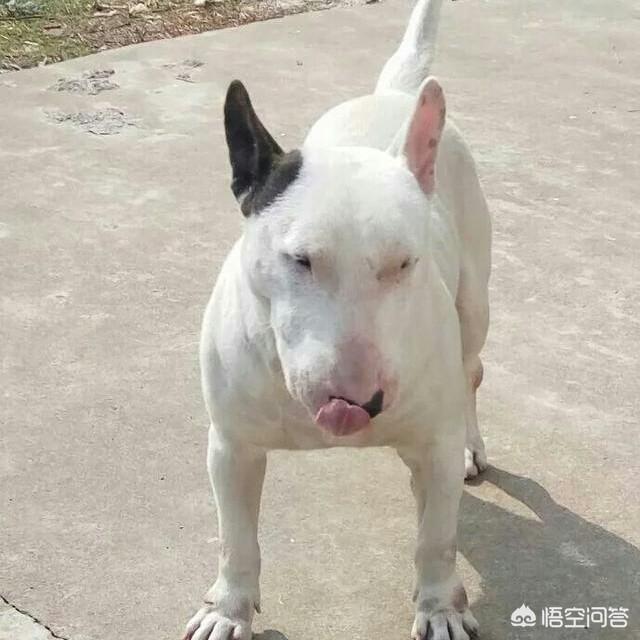 斗狗视频大全2013年:假如把比特犬放大到老虎那么大，放三只，能和老虎抗衡么？